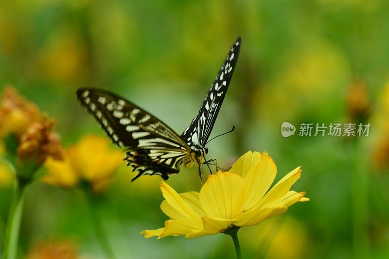 蝴蝶和黄色/橙色的宇宙花